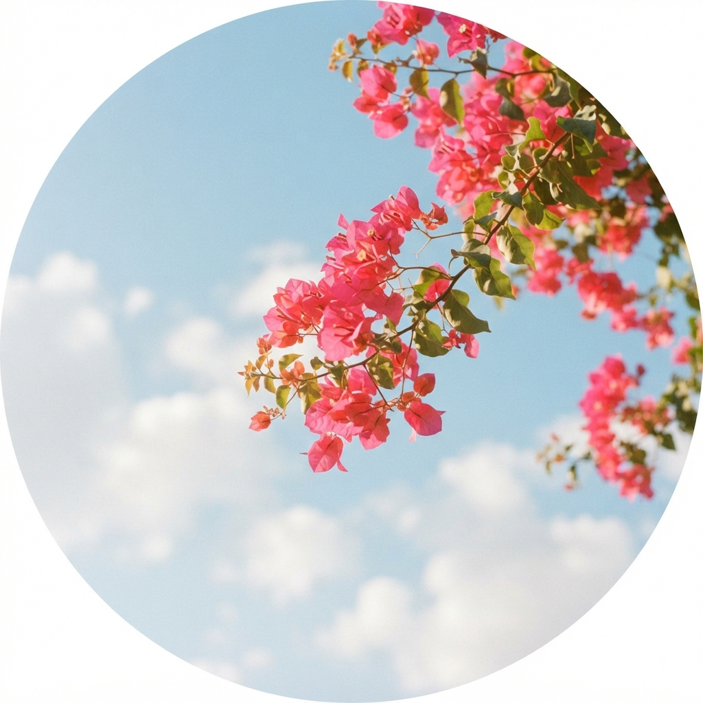 Aesthetic WhatsApp Profile Pictures